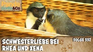 Dianameerkatzen auf Tuchfühlung und Azubis im Streichelzoo| Panda, Gorilla & Co.