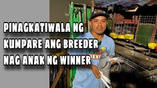 BIGAY NG KUMPARE MGA BREEDER NI SIR JHAN MIÑA |Reggie Cruz Loft & Aviary #reggiecruzloftandaviary