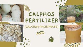 How to make a Calphos Fertilizer | DIY Calphos Fertilizer | DIY Gardening