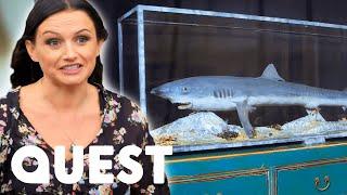 How To Restore A Victorian Era Taxidermy Shark | Salvage Hunters: The Restorers