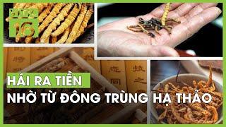 Hái ra tiền nhờ từ đông trùng hạ thảo | VTC16