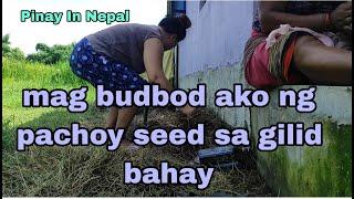 mag budbod ako Ng pachoy seed sa gilid bahay