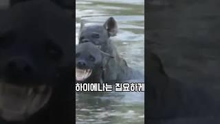 너무나 애처로운 하이에나의 얼굴.. 동족한테 다굴당하는 하이에나의 최후 ㅠ