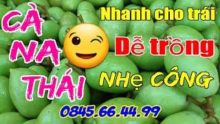 CÀ NA THÁITrái cây đặc sản miền sông nướcThế Giới Cây Giống Chi Nhánh Cai Lậy0845.66.44.9