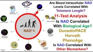 Is NAD Correlated With Telomere Length, Biological Age, Or Other Biomarkers?