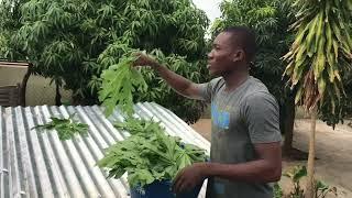 How pawpaw / papaya powder is made.. for #rabbitfarming #ghana