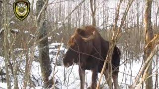 Инспекторы спасли косулю и лося. Зона Х