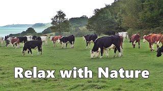 Relax Your Dog TV : Videos and TV for Dogs to Watch - Cows at The Coast ~ Relax with Nature