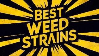 The Best Marijuana Strains for Creativity and Productivity | Derek Murphy