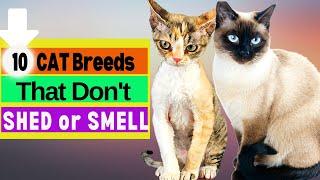 10 Cat Breeds That Don't Shed Or Smell / Hypoallergenic Cats? What Cat Professionals Say About them