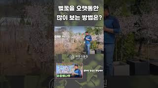 벚꽃을 오랫동안 보는 방법은? #벚나무 #벚꽃나무 #벚꽃 #운용벚나무 #묘목 #정원수 #조경수 #묘목 #정원가꾸기 #정원 #가드닝