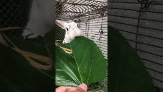 Mulberry leave for Rabbit!! #bunnies #rabbit #rabbitfarming #bunny #rabbits #mulberry