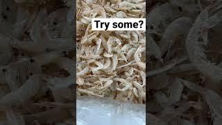 Dry shrimp testing #fyp #seafood #shrimp #eating #food #yummyfood #yummyinmytummy #fypシ