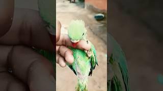 wild parrot  #viral #youtube #short