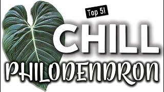 Chill Philodendron | Easy Houseplants I Would Buy Again