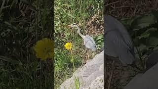 뇌 힐링/ 왜가리./ 작은 나뭇잎 사이로 은폐하는 작전 구사../ 전술이란 전술 총동원/ South Korea Nowon Danghyeoncheon Stream ,