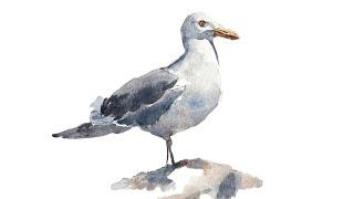 Painting a seagull in watercolour - Step-by-step tutorial