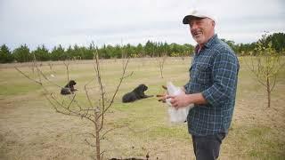 How To Feed Your Fruit Trees In Winter