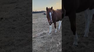 I miss working with this boy#horse #equestrain #fypシ゚ #subscribe #viralshort