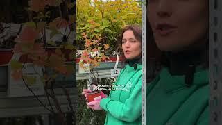 Самые экономные растения для живой изгороди.