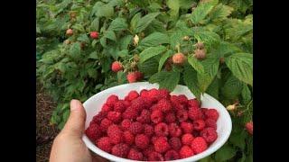 Harvesting Raspberries In Your Own Backyard