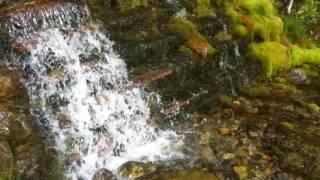 16-08-12 - Bottoms Up - Bowe Valley Trail - AL