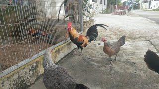 Wild Chicken Farm Alolaco đang phát trực tiếp!