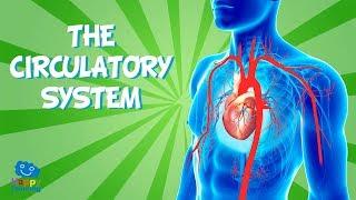 THE CIRCULATORY SYSTEM | Educational Video for Kids.