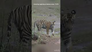 Tiger Sighting