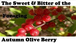 Autumn Olive Berry - Foraging, Storing, & Health Benefits // from Campbell’s Freedom Farm