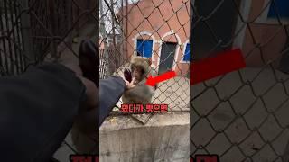 원숭이는 이 일을 기억할 것입니다. #원숭이복수 #절대따라하지마세요