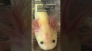 R.I.P Theo da Axolotl 