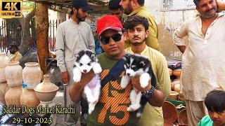 Saddar Dogs Market 29-10-2023 Karachi | Pakistan's largest dog market | جميع انواع الكلاب