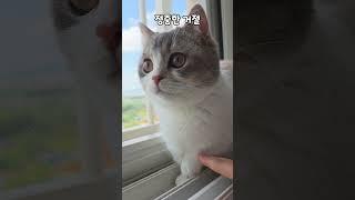 고양이의 정중한 거절법, 이렇게 귀여워도 돼요?