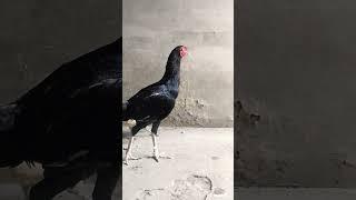 Aseel murga at home my birds Zeshan pets info