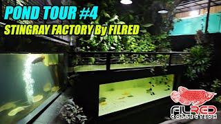 Pond Tour #4 - Stingray Factory By FILRED COLLECTION