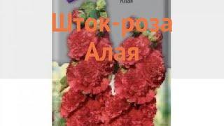 Роза обыкновенная Шток роза Алая (shtok roza alaya)  обзор: как сажать, семена розы Шток роза Алая