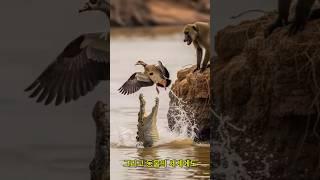 동물 세계에도 우정이 있다니 믿기 힘든 이야기!