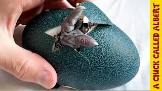 A Giant Egg's Bizarre Hatching