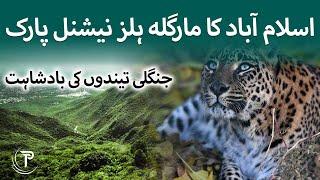 Margalla Hills National Park | Leopard Preservation Zone | Leopard in Margalla Hills | The Press