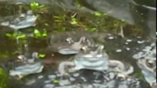 The Intonation of Frogs