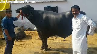 ARJUN-Super Murrah Bull, The only bull Who Salutes his Viewers. Semen Available @300 Rs.