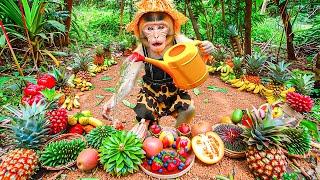 Monkey Planting and Harvesting Fruits in the Garden | Monkey Zylo