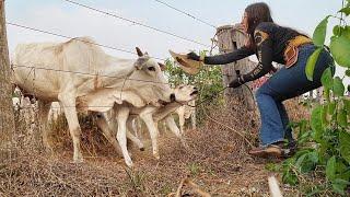 EU SOZINHA CONTRA 2 VACAS BRAVAS!