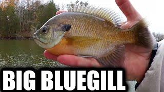 Fishing for BIG Bluegill With Artificial Minnows on a Float Rig!