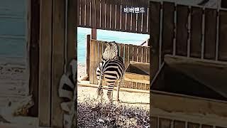 얼룩말 뒷태 대공개!(꼬리를과연 몇번이나흔들었을까?)