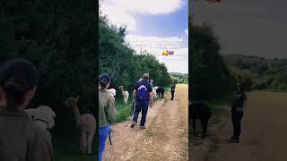 Walking with llamas and alpacas in the #englishcountryside  #travel #mom #uk #trending #adventure