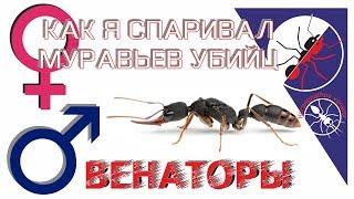 Как я спаривал муравьев убийц Harpegnathos venator