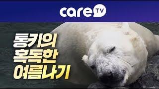 [케어TV]에버랜드의 변명(북극곰 통키의 혹독한 여름나기)