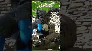 #panda #大熊猫 #大熊猫青阳 #大熊猫璨阳 奶妈的腿部挂件